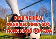 keo-phat-goc-va-keo-rung-la-gi-dieu-can-biet-ve-loai-keo-nay
